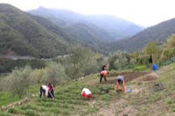 Practical activities in the school's garden