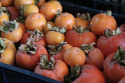 Persimmons collected during the afternoon activities
