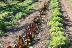 Some of the salad in our garden